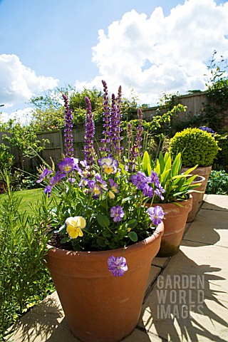 VIOLA_AND_SALVIA_IN_A_LARGE_POT