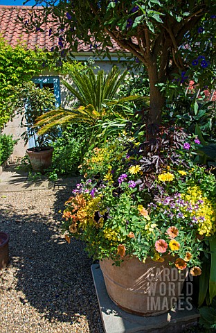SUMMER_PLANTING_IN_A_LARGE_POT_AT_EAST_RUSTON_OLD_VICARAGE_GARDEN