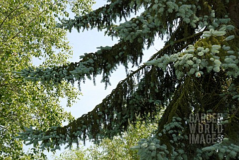 BLUE_SPRUCE_TREE_PICEA_PUNGENS_GLAUCA