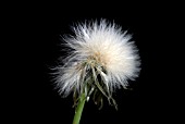 SEEDHEAD OF PRICKLY SOW-THISTLE, SONCHUS ASPER