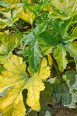 YELLOWING_LEAVES_ON_COURGETTE_PLANT