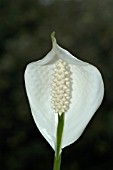 SPATHIPHYLLUM,  PEACE LILY.