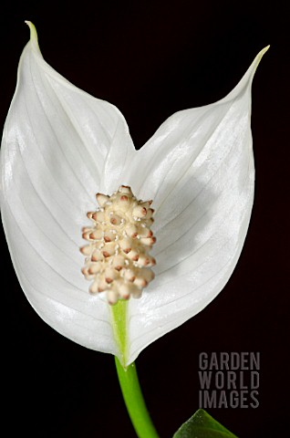 FASCIATION_OCCURING_ON_SPATHIPHYLLUM