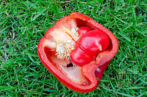 PARTHENOCARPY_IN_A_SWEET_PEPPER