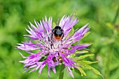 RED-TAILED BUMBLE BEE ON A CENTAUREA FLOWER