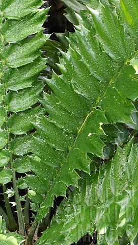 WATER_DROPS_ON_THE_LEAVES_OF_ENCEPHALARTOS_FEROX_IN_A_GLASSHOUSE_AT_KEW_GARDENS_RICHMOND_SURREY_ENGL
