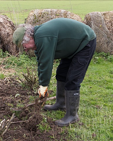 MAN_TRYING_TO_REMOVE_STINGING_NETTLE_ROOTS
