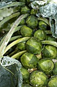 BRUSSELL SPROUTS