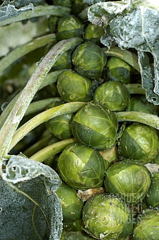 BRUSSELL_SPROUTS