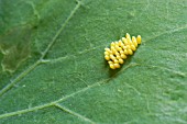 EGGS OF SMALL WHITE CABBAGE BUTTERFLY,  PIERIS RAPAE,  ON NASTURTIUM LEAF