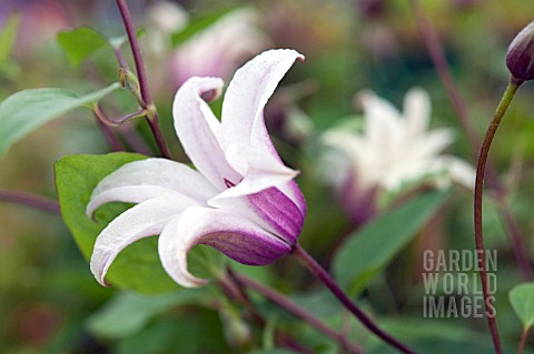 CLEMATIS_TEXENSIS_PRINCESS_KATE