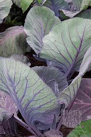CABBAGE_RED_POINTED