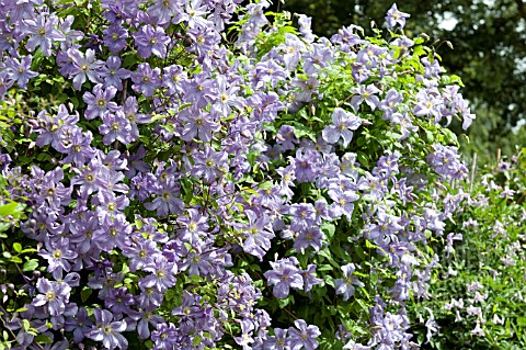 CLEMATIS_PRINCE_CHARLES_AGM