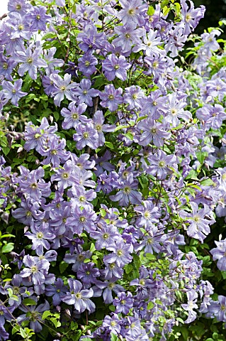 CLEMATIS_PRINCE_CHARLES_AGM