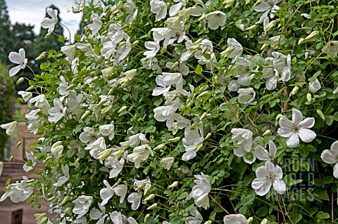 clematis maria cornelia