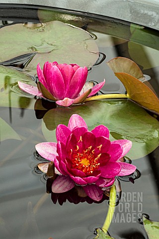 NYMPHAEA_PERRYS_BABY_RED