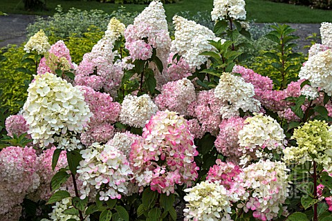 HYDRANGEA_PANICULATA_SUNDAE_FRAISE