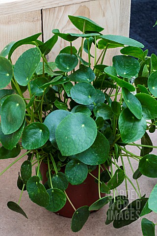 PILEA_PEPEROMIOIDES_AGM