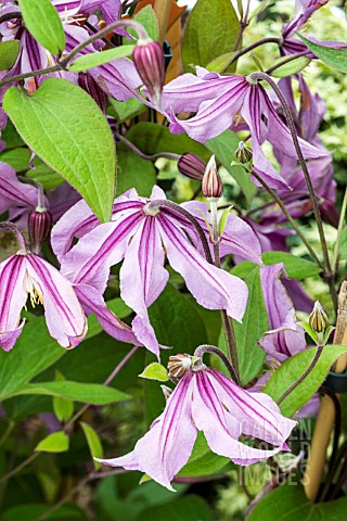 CLEMATIS_SWEETHEART