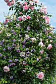 CLEMATIS BETTY CORNING AND ROSA SORBET