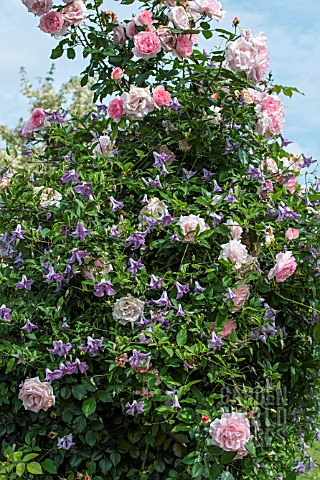CLEMATIS_BETTY_CORNING_AND_ROSA_SORBET