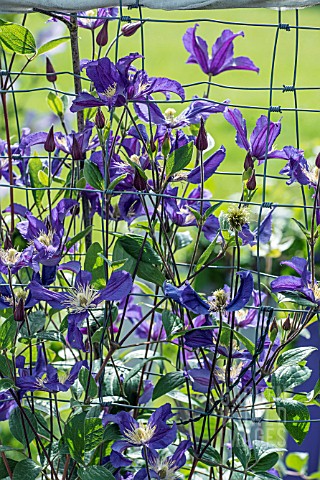 CLEMATIS_BLUE_PIROUETTE_ON_WIRE_FENCING