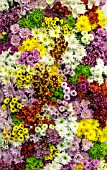 CHRYSANTHEMUMS MIXED COLOURS