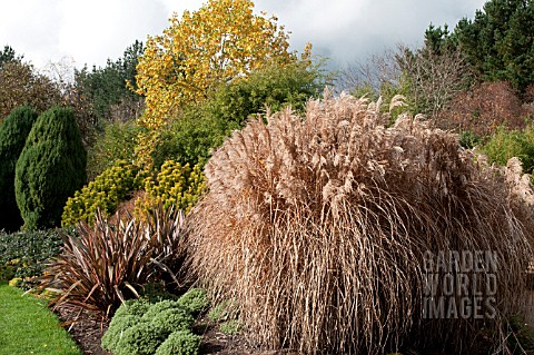 MISCANTHUS_SINENSIS_MALEPARTUS_IN_THE_WINTER_GARDEN_AT_THE_SIR_HAROLD_HILLIER_GARDENS_AND_ARBORETUM