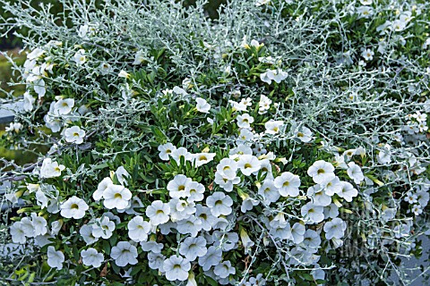 SILVER_AND_WHITE_ANNUALS_PETUNIAS_AND_HELICHRYSUM_MICROPHYLLUM