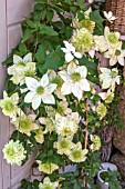 CLEMATIS FLORIDA VAR FLORE-PLENO GROWING IN A CONTAINER