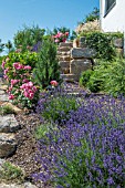 SLOPING GARDEN  WITH ROSES AND LAVENDER