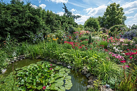 GARDEN_POND_WITH_WATER_LILY_SURROUNDED_WITH_PERENNIALS_ROSES_AND_CLEMATIS