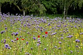 WILD FLOWER MEADOW WITH PHACELIA AND POPPIES