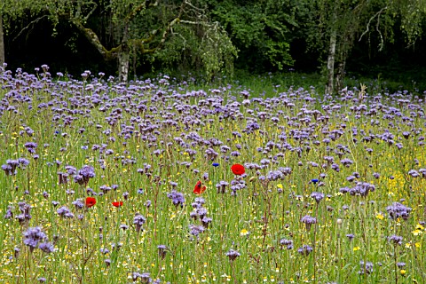 WILD_FLOWER_MEADOW_WITH_PHACELIA_AND_POPPIES