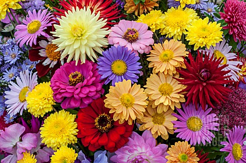 MIXED_FLOWERS
