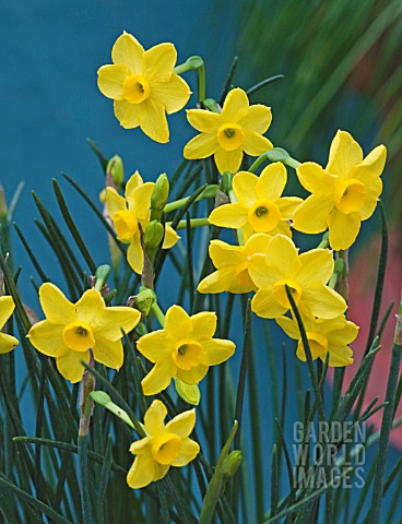NARCISSUS_PIXIES_SISTER_AGM