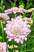 SCABIOSA ROSIES PINK