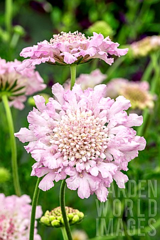 SCABIOSA_ROSIES_PINK