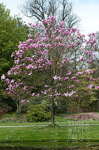 MAGNOLIA_GALAXY_AGM