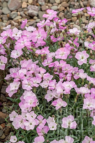 DIANTHUS_PRINCE_CHARMING
