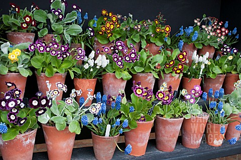 AURICULA_THEATRE_AT_RHS_HARLOW_CARR_GARDENS
