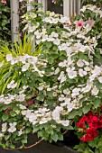 HYDRANGEA RUNAWAY BRIDE SNOW WHITE  PLANT OF THE YEAR RHS CHELSEA 2018
