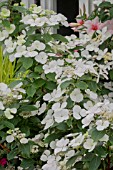 HYDRANGEA RUNAWAY BRIDE SNOW WHITE  PLANT OF THE YEAR RHS CHELSEA 2018