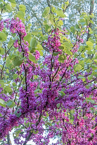 CERCIS_CHINENSIS