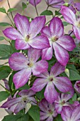 CLEMATIS PERNILLE