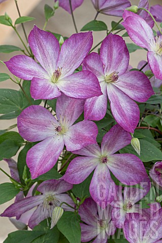 CLEMATIS_PERNILLE