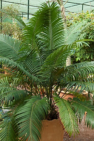 DYPSIS_LUTESCENS__ARECA_PALM_SYN_CHRYSALIDOPSIS