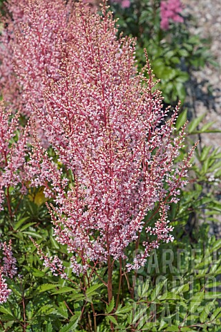 ASTILBE_X_ARENDSII_LOOK_AT_ME