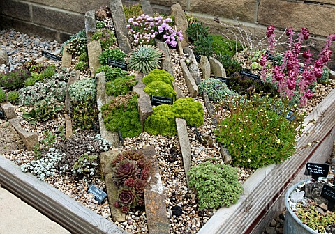 ALPINE_CREVICE_GARDEN_AT_RHS_HARLOW_CARR