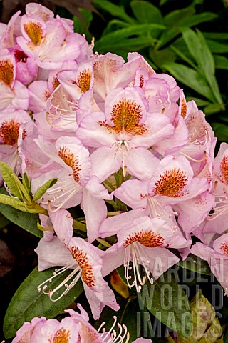 RHODODENDRON_MRS_T_H_LOWINSKY
